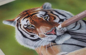 colin bradley tiger pastel