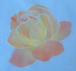 colour pencil laid on draughting film